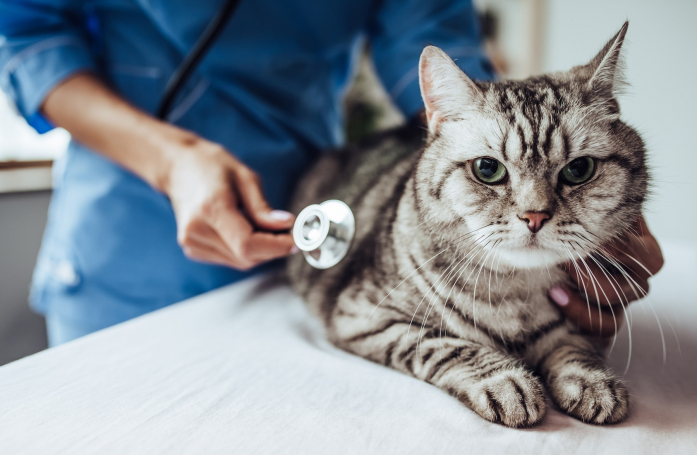 Quels sont les signes indiquant qu’un chat ou un chien est malade ?