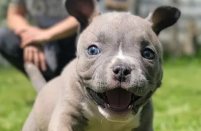 Cette petite chienne abandonnée à cause de son handicap se relève de toutes les épreuves (vidéo)