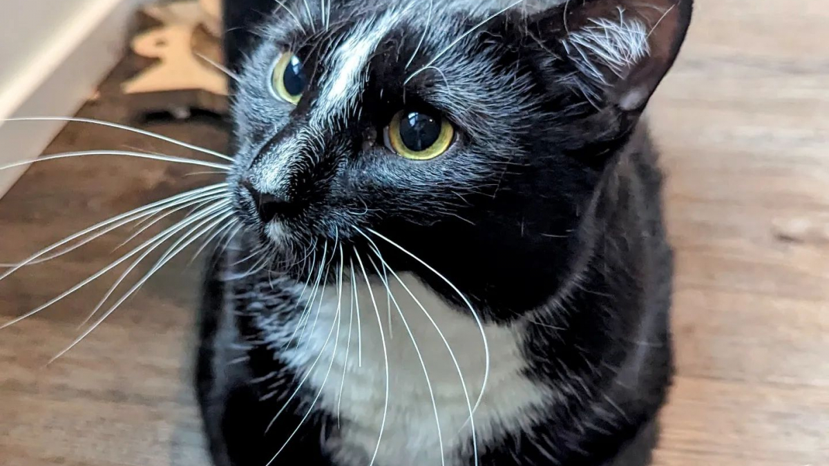 Après plusieurs mois, ce chat trouvé dans la rue craque et accepte des caresses pour la première