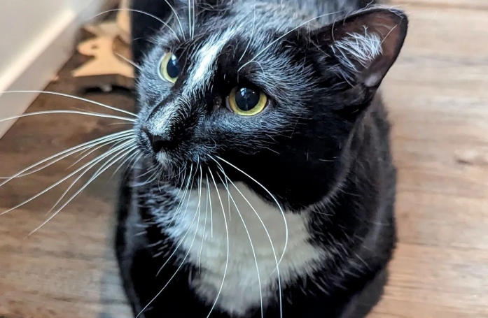 Après plusieurs mois, ce chat trouvé dans la rue craque et accepte des caresses pour la première fois (vidéo)