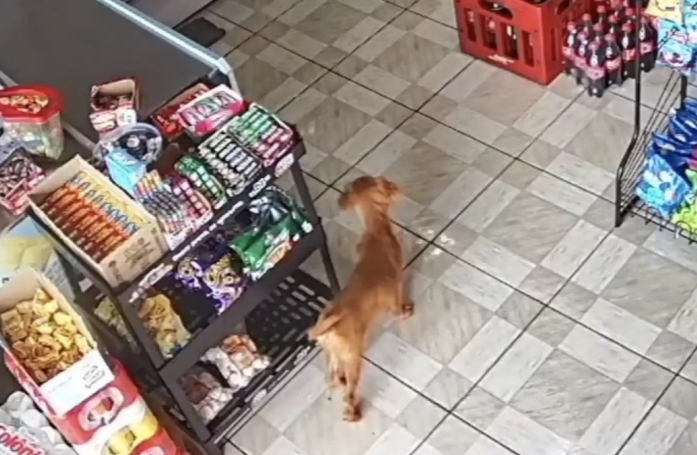 Une commerçante s'aperçoit d'un vol de paquet de chips, en regardant la vidéosurveillance, elle n'aurait jamais soupçonné le coupable ! (vidéo)