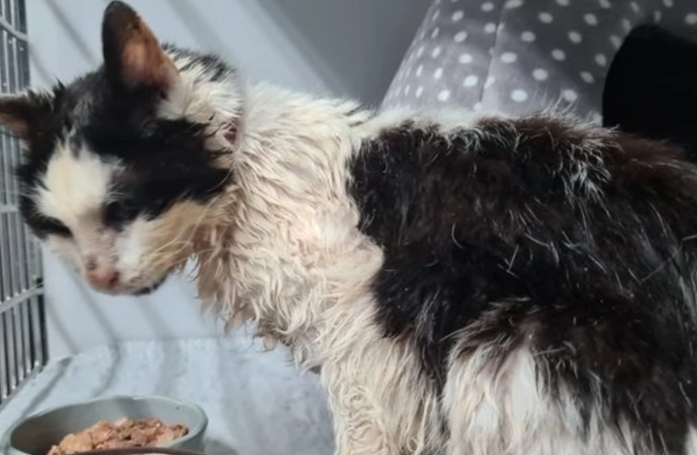 Contre toute attente, une chatte errante de 25 ans découverte en piteux état renoue avec son passé