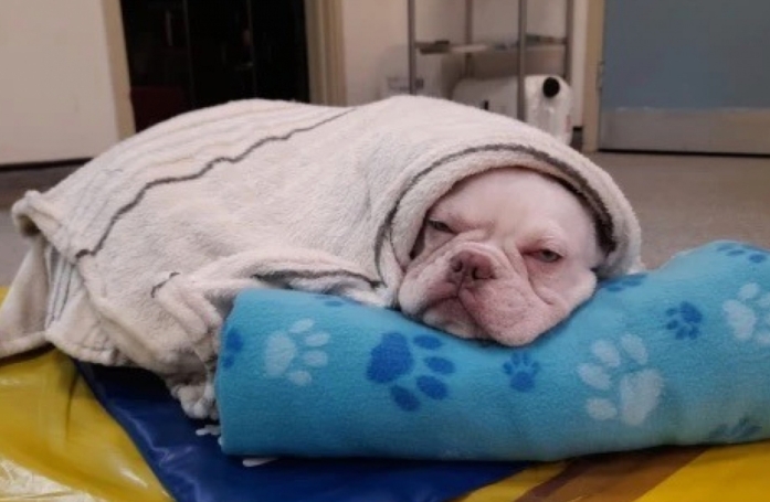 Abandonné pour des raisons financières et privé de soins, ce chiot espère retrouver la santé ainsi que la joie de vivre (vidéo)