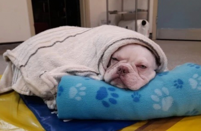 Abandonné pour des raisons financières et privé de soins, ce chiot espère retrouver la santé ainsi que la joie de vivre (vidéo)