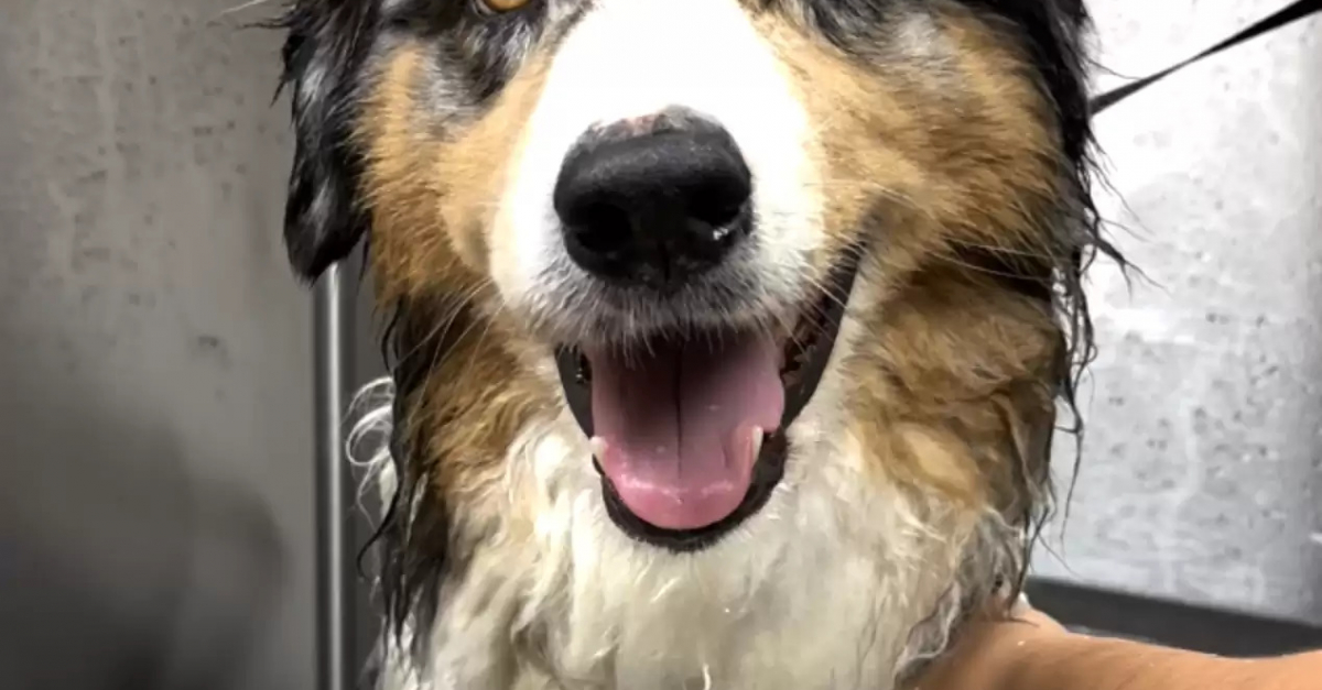 Ce Berger Australien rusé a trouvé une technique ingénieuse pour ne pas prendre ses médicaments