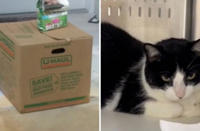 Pour cause de divorce, une famille abandonne son chat de 8 ans dans une boîte en carton devant la maison d'un voisin (vidéo)