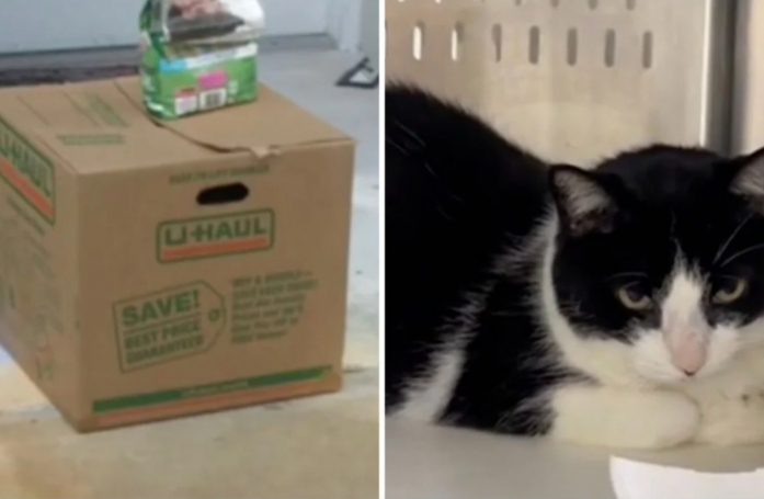 Pour cause de divorce, une famille abandonne son chat de 8 ans dans une boîte en carton devant la maison d'un voisin (vidéo)