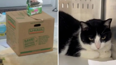 Illustration : Pour cause de divorce, une famille abandonne son chat de 8 ans dans une boîte en carton devant la maison d'un voisin (vidéo)