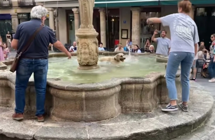 Une chienne profite de l'inattention de son adoptante pour piquer une tête dans une fontaine publique, sous le regard amusé des passants (vidéo)