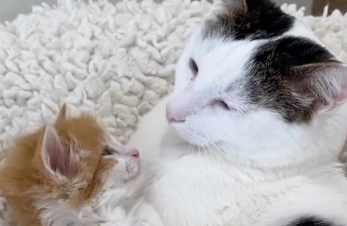 Ce chaton parvient à attendrir un chat grognon en quelques minutes seulement (vidéo)