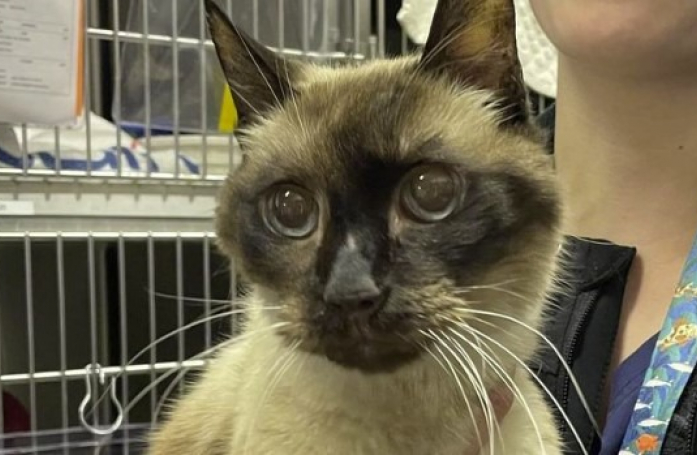 Ce chat de 14 ans sera éternellement reconnaissant pour le geste qu'a fait cette famille