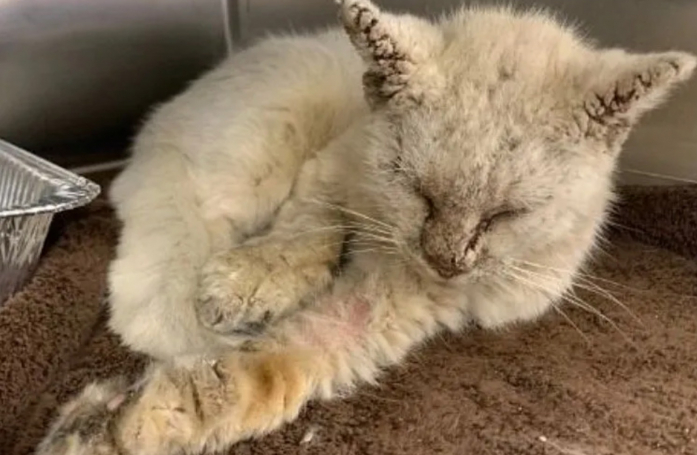 Un chat errant et défiguré par la gale réalise une transformation inattendue grâce à l'amour de sa bienfaitrice (vidéo)