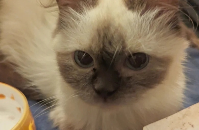Une association dans l'incompréhension totale après avoir trouvé plusieurs dizaines de chats d'une race très recherchée en pleine nature