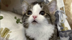 Illustration : "Ce chaton atteint d'une maladie rare subit une opération inédite grâce aux dons"