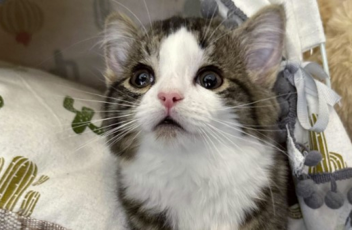 Ce chaton atteint d'une maladie rare subit une opération inédite grâce aux dons