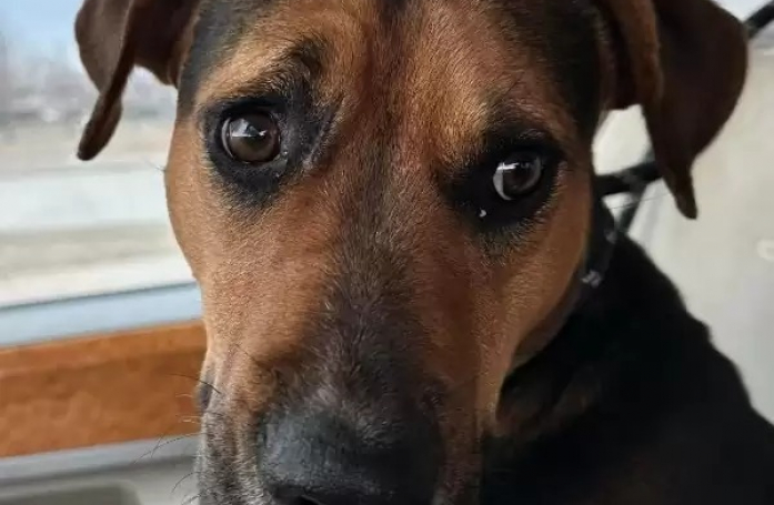 Une chienne errante au grand cœur réserve un cadeau de taille à celle qui l'a trouvée