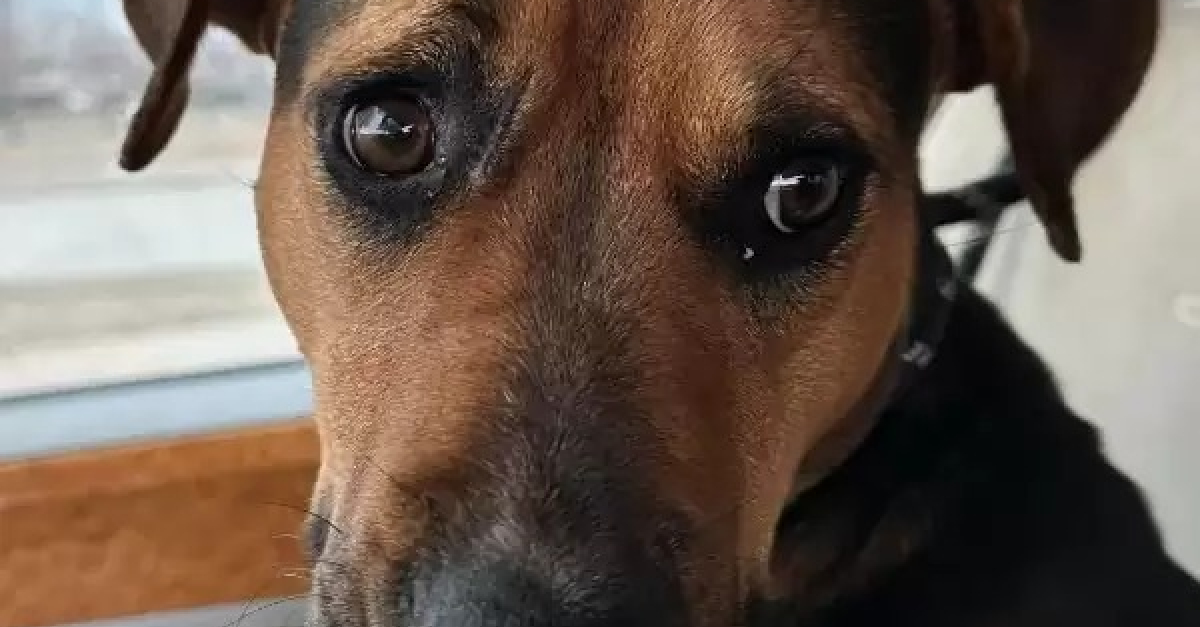 Une Chienne Errante Au Grand C ur R serve Un Cadeau De Taille Celle une-chienne-errante-au-grand-c-ur-r-serve-un-cadeau-de-taille-celle
