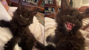 Illustration : "Ce chaton Maine Coon prénommé