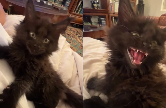 Ce chaton Maine Coon prénommé 
