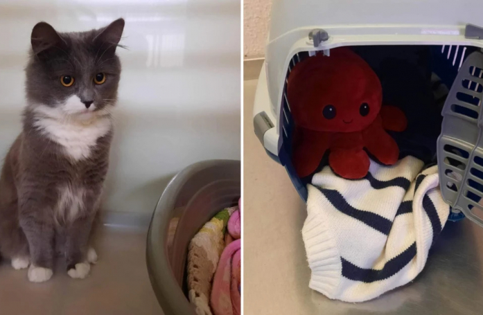 Un chat abandonné dans sa caisse de transport n'avait plus que sa peluche comme compagnie