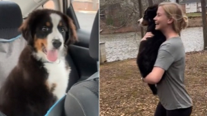 Illustration : "Cette femme fait semblant d'aller faire les courses pour ramener un chiot par surprise à son mari (vidéo)"