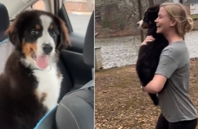 Cette femme fait semblant d'aller faire les courses pour ramener un chiot par surprise à son mari (vidéo)