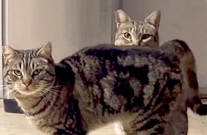Après la disparition de son père, une jeune femme recueille ses 2 chattes de grange et tente de gagner leur confiance pendant près d’un an (vidéo)