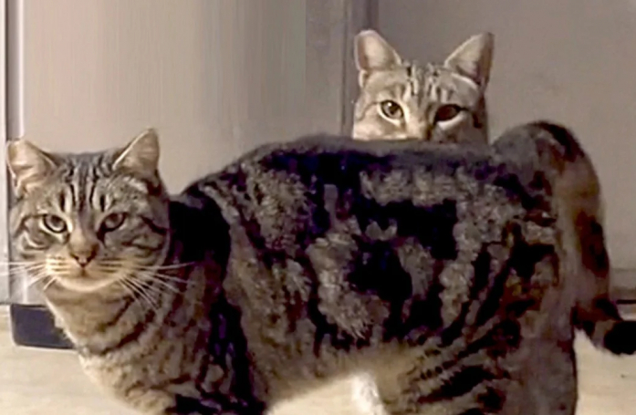 Après la disparition de son père, une jeune femme recueille ses 2 chattes de grange et tente de gagner leur confiance pendant près d’un an (vidéo)