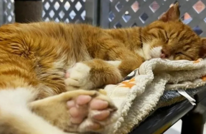 Lassé de sa vie d’errance, ce chat roux est enfin prêt à découvrir la douceur d’un foyer aimant (vidéo)