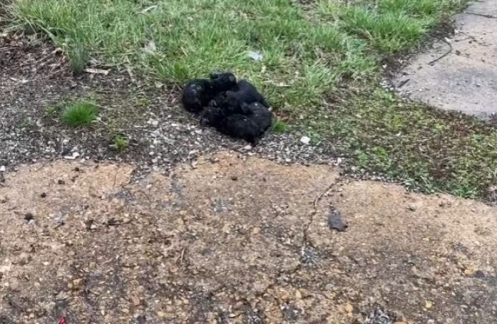 Elle pensait voir un tas noir en bord de route, elle découvre finalement 6 chiots et les sauve (vidéo)