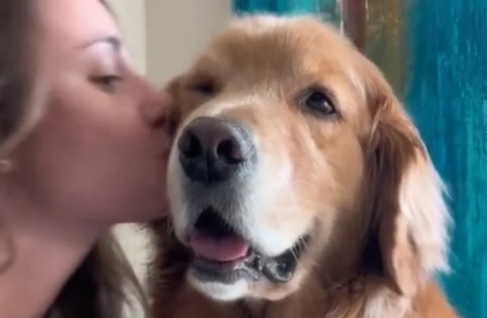Lorsque sa maîtresse arrête de lui faire des bisous, ce chien affectueux en redemande à sa façon (vidéo)