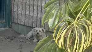 Illustration : "En cherchant à échapper à la chaleur torride, un petit chien errant solitaire trouve l’aide dont il avait besoin dans un parc"