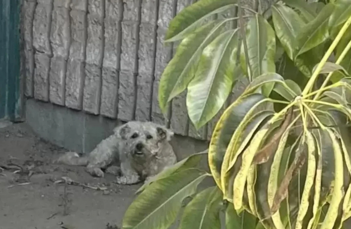 En cherchant à échapper à la chaleur torride, un petit chien errant solitaire trouve l’aide dont il avait besoin dans un parc