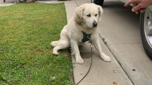 Illustration : "Un bruit réveille les habitants en pleine nuit et découvrent un chien attaché à une boîte aux lettres"