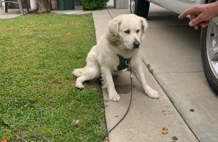 Un bruit réveille les habitants en pleine nuit et découvrent un chien attaché à une boîte aux lettres