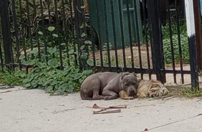 Deux chiennes abandonnées se tiennent chaud mutuellement en attendant les secours