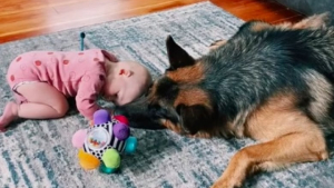 Illustration : "Séquence émotion entre un bébé et un doux Berger Allemand qui jouent ensemble (vidéo)"