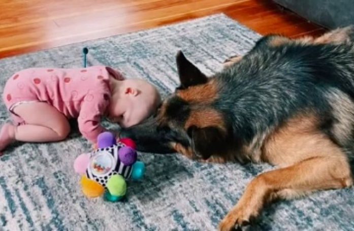 Séquence émotion entre un bébé et un doux Berger Allemand qui jouent ensemble (vidéo)