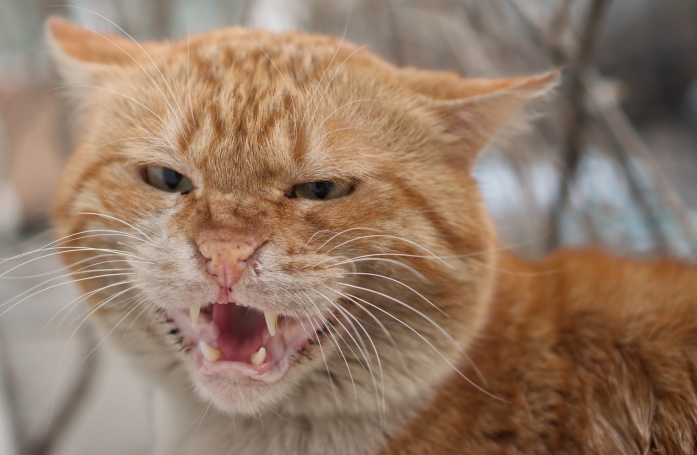Les chats roux ont un truc en plus, comme le prouvent ces 20 photos épiques