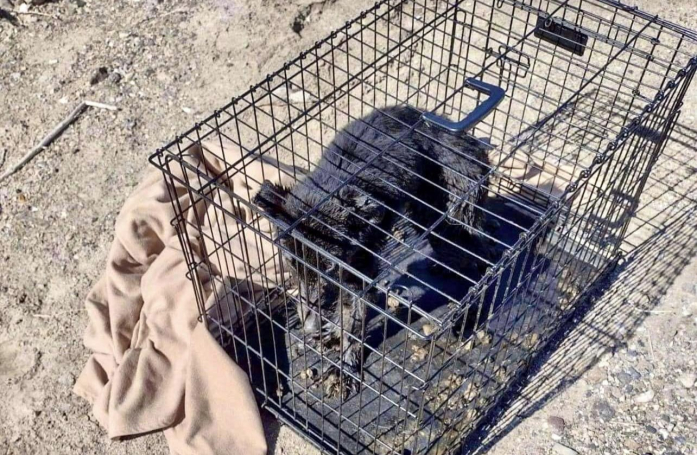 Ce jeune chien avait été abandonné à son sort dans une cage, derrière un supermarché