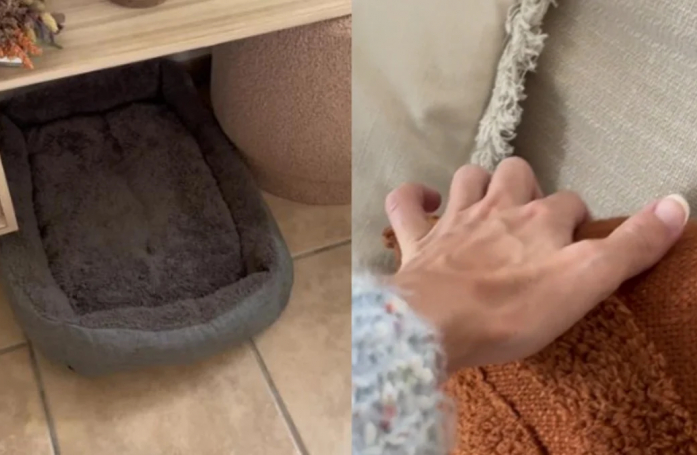 Paniquée à l’idée d’avoir perdu ses chatons, elle les découvre finalement dans une adorable cachette (vidéo)