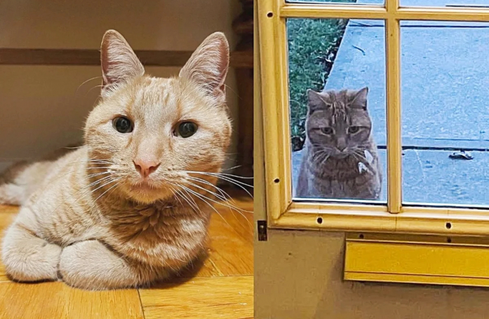 Après de longues années d’errance, un chat jette son dévolu sur une maison en espérant qu’elle devienne son foyer (vidéo)