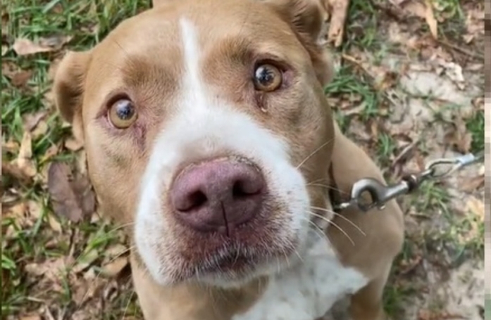 Après avoir acheté une maison, ils découvrent un chien abandonné dans le jardin (vidéo)