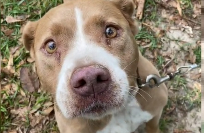 Après avoir acheté une maison, ils découvrent un chien abandonné dans le jardin (vidéo)