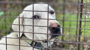 Illustration : "La vie de Betty est un récit émouvant et parsemée de rebondissements (vidéo)"