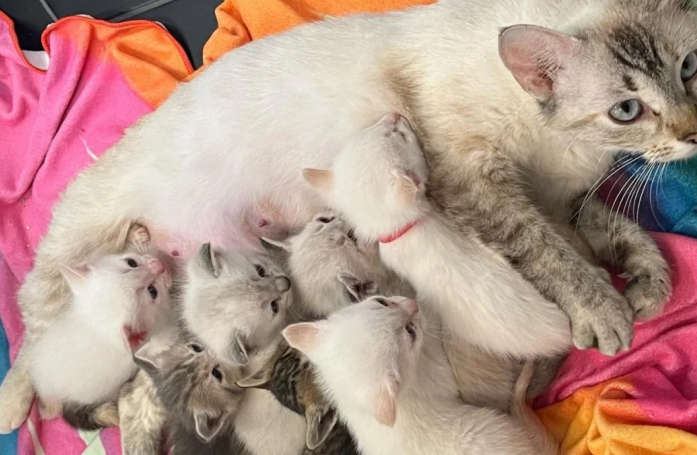 Une chatte musicienne use de son ingéniosité pour donner naissance à ses chatons dans les meilleures conditions