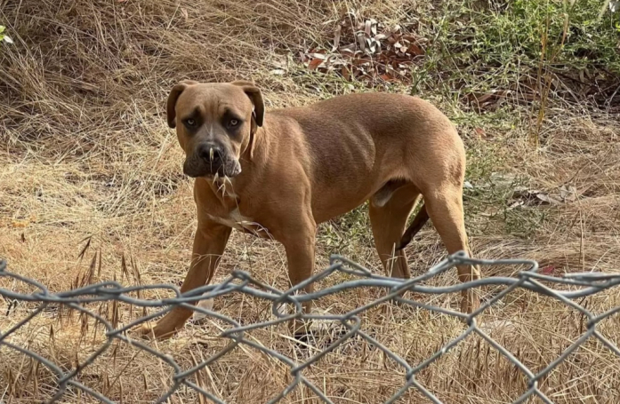 Errant depuis des mois près d’une autoroute, un chien craintif trouve du réconfort auprès d’un ami improbable (vidéo)