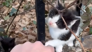 Illustration : "En suivant le son de miaulements plaintifs, un homme fait une triste découverte dans un cimetière qui le pousse à agir (vidéo)"