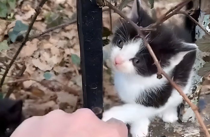 En suivant le son de miaulements plaintifs, un homme fait une triste découverte dans un cimetière qui le pousse à agir (vidéo)
