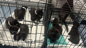 Illustration : "Abandonnés dans des cages au milieu d’un champ glacial, une chatte et ses 8 chatons espéraient qu’une bonne âme vienne à leur secours"